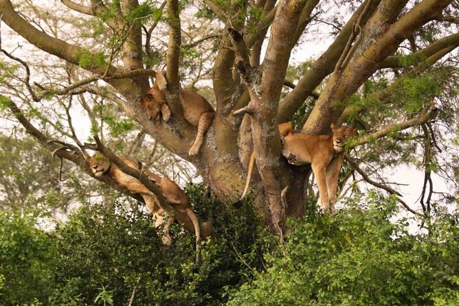 6 Days Tanzania Bush Experience Safari - Who will enjoy this route most