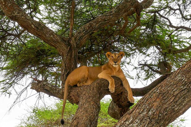 6 Days Tanzania Bush Experience Safari - Practical booking advice