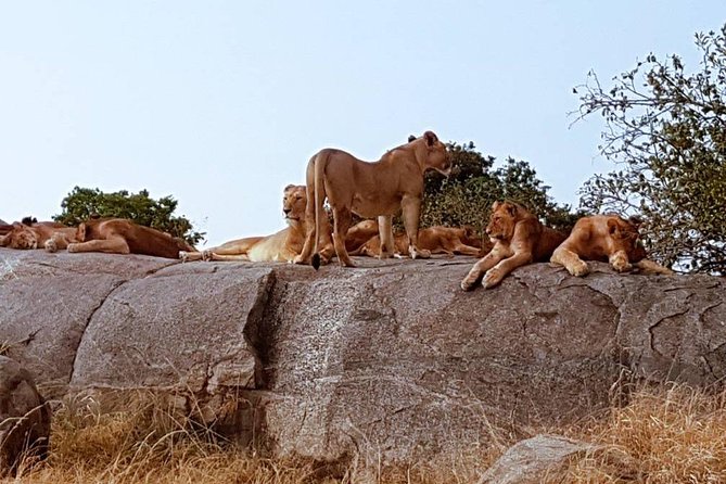6 Days Tanzania Classic Safari - A fast, wildlife-heavy route through northern Tanzania