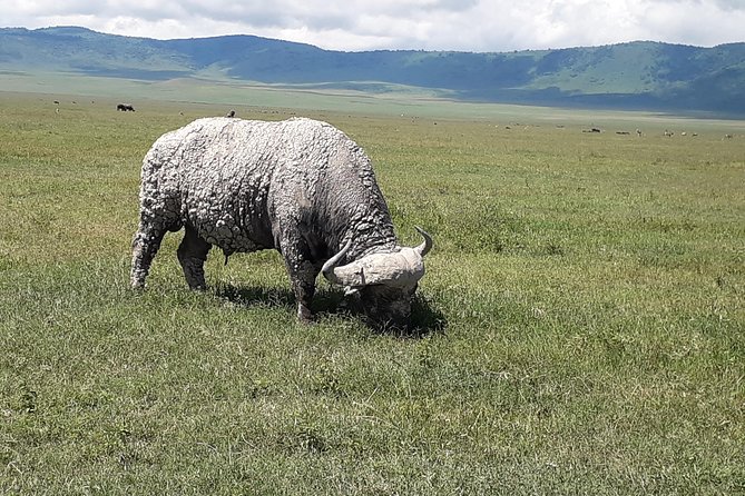 6 Days Tanzania Classic Safari - Day 4: A full Serengeti game drive
