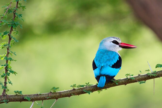 6 Days Tanzania Classic Safari - Day 5: A short Serengeti morning and overnight in Karatu