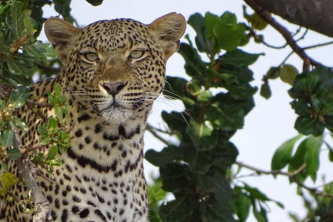 6 Days Tanzania Classic Safari - Arrival at Arusha and Elewana Arusha Coffee Lodge