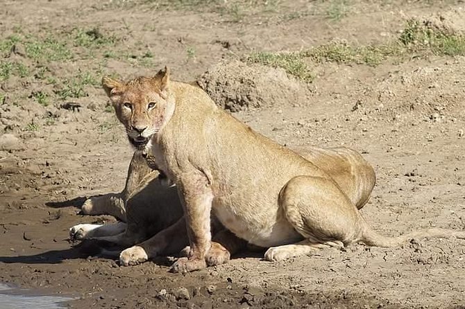 6 Days Tanzania Luxury Safari Tour - From Arusha to Lake Manyara on day one