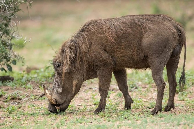 6 Days Tanzania Luxury Safari Tour - Guide quality may shape your safari