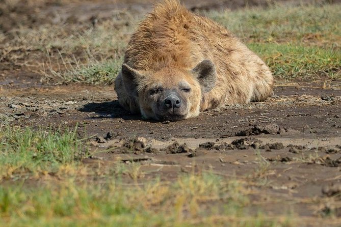6 Days Tanzania Luxury Safari Tour - Meals, accommodation, and the feel of six days