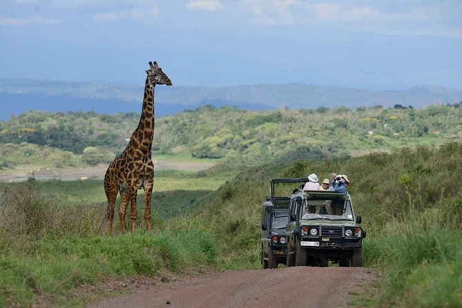 6 Days Tanzania Luxury Safari Tour - Two Serengeti days with early starts and picnic lunches