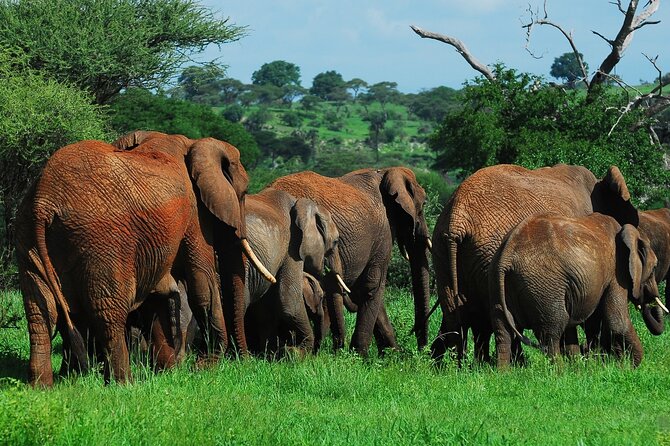 6 Days Tanzania Northern Circuit Safari - Why this six-day route works