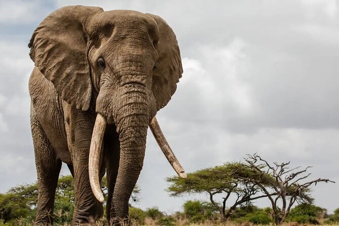 6 Days Tanzania Northern Circuit Safari - Day 4: The Mara River crossing plan