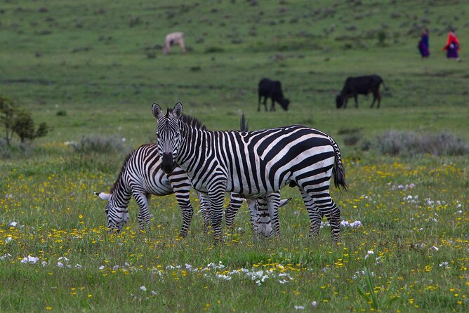 6 Days Tanzania Northern Circuit Safari - Day 5: Returning through central Serengeti
