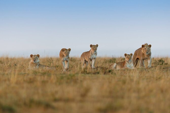 6 Days Tanzania Northern Circuit Safari - The guide can shape the whole safari