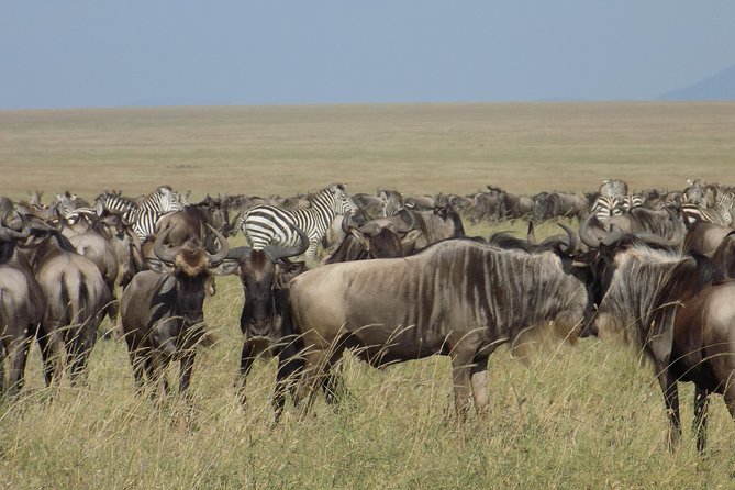 6 Days Tanzania Wildlife Safari Tour - Why this six-day route works