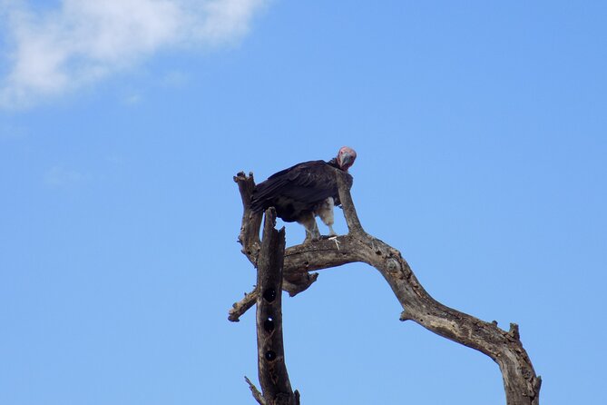 6 Days Tanzania Wildlife Safari Tour - Days 3 and 4: Two nights around the Serengeti