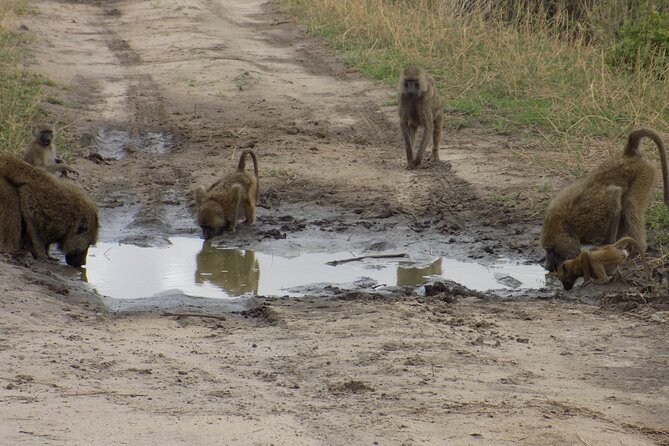 6 Days Tanzania Wildlife Safari Tour - Day 5: Serengeti to Ngorongoro
