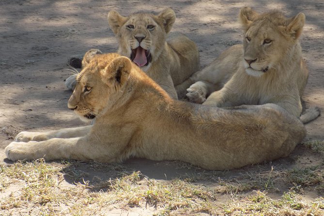 6 Days Tanzania Wildlife Safari Tour - Day 6: Ngorongoro Crater and the return to Arusha