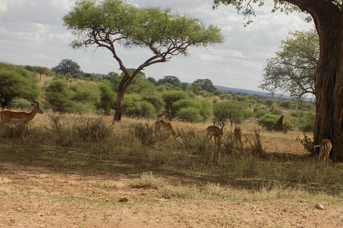 6 Days Tanzania Wildlife Safari Tour - The guide and the private format