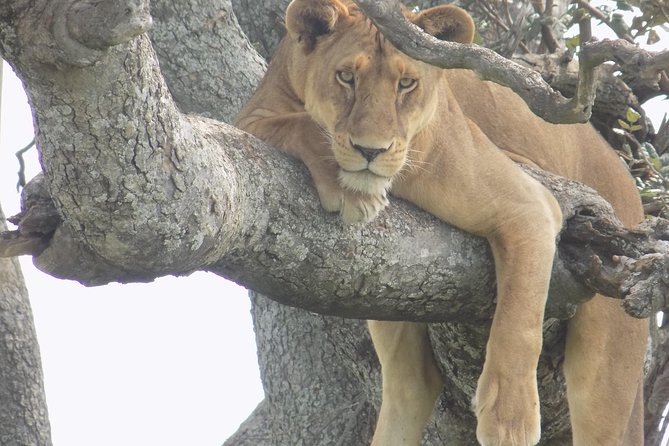 6 Days Tanzania Wildlife Safari Tour - Day 1: Tarangire and its elephant country
