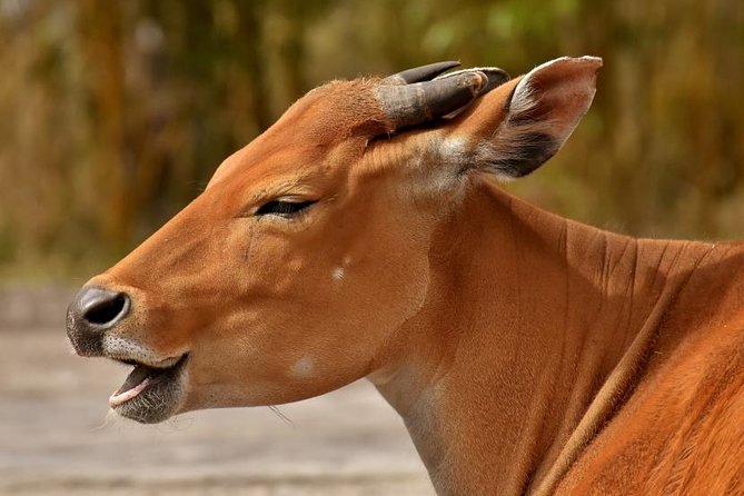 6 Days Tarangire,Serengeti, Ngorongoro & Manyara Mid-range Camping Safari Tour - Why three Serengeti days matter