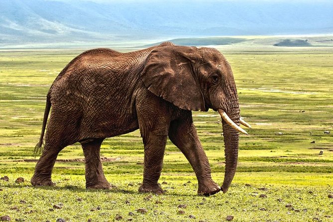 6 Days Tarangire,Serengeti, Ngorongoro & Manyara Mid-range Camping Safari Tour - Days 3 and 4: patient game drives in the central Serengeti