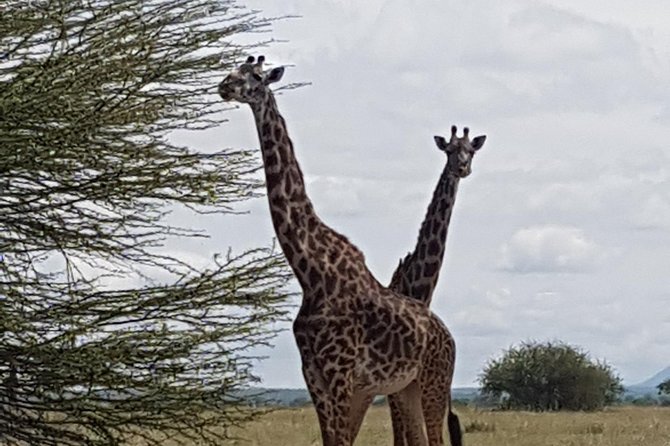 6 Days Tarangire,Serengeti, Ngorongoro & Manyara Mid-range Camping Safari Tour - Day 5: the volcanic bowl of Ngorongoro