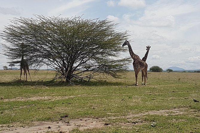 6 Days Tarangire,Serengeti, Ngorongoro & Manyara Mid-range Camping Safari Tour - Day 6: birds and tree-climbing lions at Lake Manyara