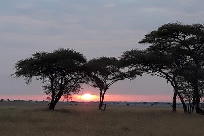 6 Days Tarangire,Serengeti, Ngorongoro & Manyara Mid-range Camping Safari Tour - Camping, meals, and what the price really means