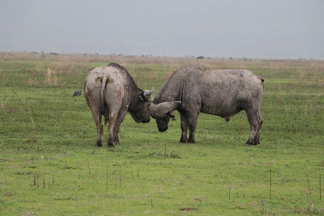 6 Days Tarangire,Serengeti, Ngorongoro & Manyara Mid-range Camping Safari Tour - Who will get the most from this safari