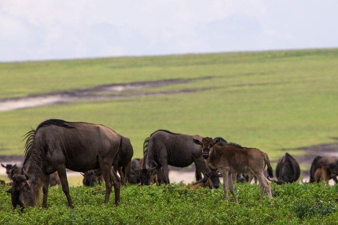 6 Days Tarangire,Serengeti, Ngorongoro & Manyara Mid-range Camping Safari Tour - Day 1: elephants and baobabs in Tarangire