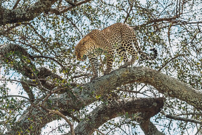 6-DayThe Best of Northern Tanzania Safari - Day 6: Lake Manyara’s forest and birdlife
