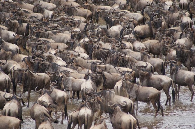 7 Day 6 nights Great Migration Classic Tanzania Safari - Why this seven-day route works