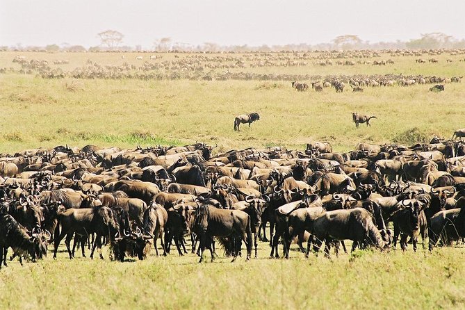 7 Day 6 nights Great Migration Classic Tanzania Safari - Tarangire and the value of a river park
