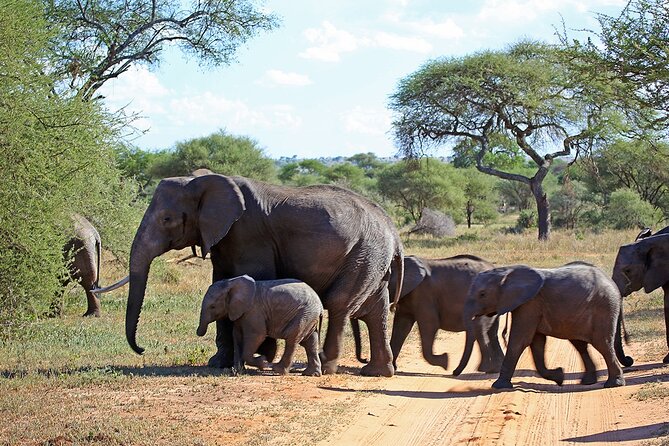7 Day Grand Tanzania Safari - A smart seven-day introduction to Tanzania