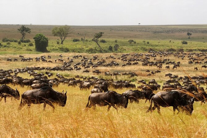 7 Day Grand Tanzania Safari - Day 3: The long road to the Serengeti
