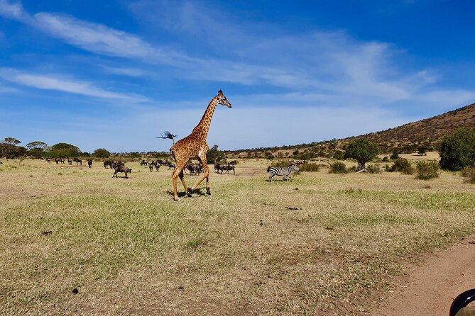7 Day Grand Tanzania Safari - Day 4: A full morning and afternoon around Seronera