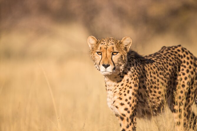 7 Day Grand Tanzania Safari - Day 5: Sunrise, a balloon option, and the road to Karatu