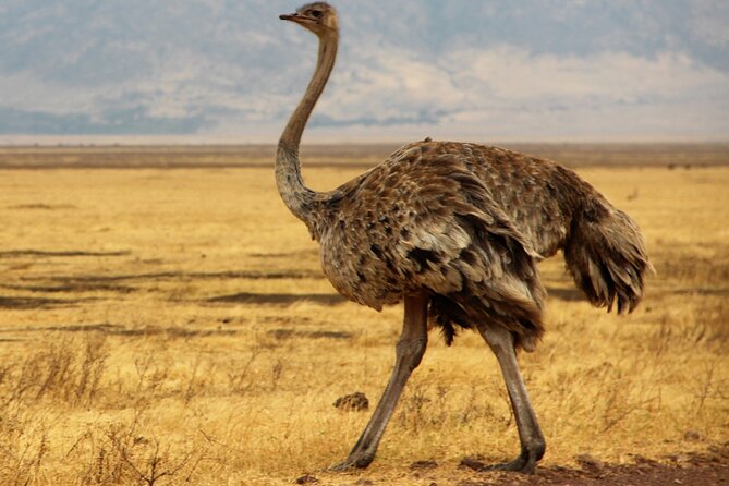 7 Day Grand Tanzania Safari - Day 6: Down into Ngorongoro Crater
