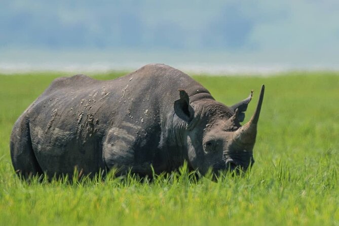 7-Day Group Camping Tarangire/Serengeti/Ngorongoro/lake Manyara - Ngorongoro Crater: a concentrated wildlife day