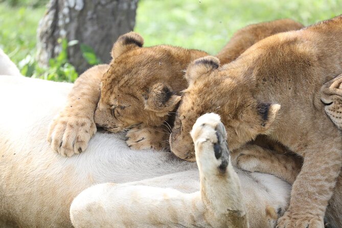 7-Day Group Camping Tarangire/Serengeti/Ngorongoro/lake Manyara - What the ratings suggest about the service