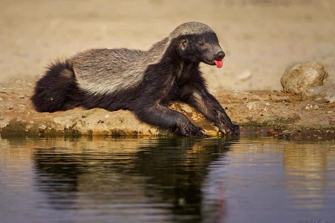 7 Day Joined Safari Serengeti,Ngorongoro,Manyara,Tarangire,Arusha National Park - Days 3 and 4: The Serengeti is the main event