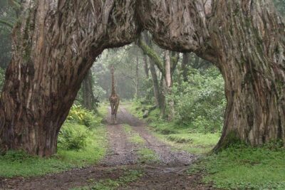 7 Day Joined Safari Serengeti,Ngorongoro,Manyara,Tarangire,Arusha National Park
