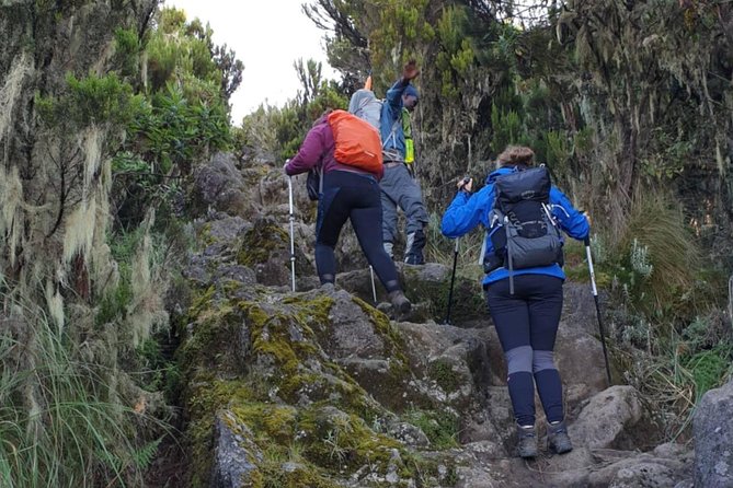 7-Day Kilimanjaro Climb–Lemosho R. Scenic Adventure to the summit - Day one: Londorossi Gate to the montane forest