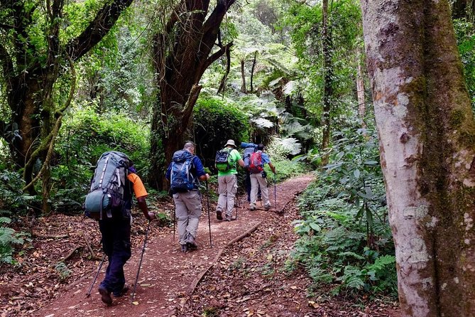 7-Day Kilimanjaro Climb–Lemosho R. Scenic Adventure to the summit - Day three: Lava Tower gives you the key altitude lesson