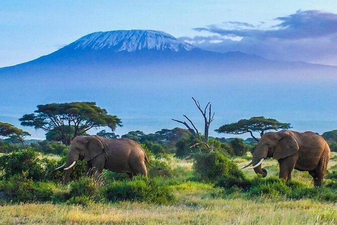 7-Day Kilimanjaro Climb Machame Route - From Moshi to Machame Gate at 5,400 feet