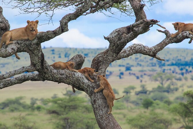 7-Day Kilimanjaro Climb Machame Route - Machame Camp to Shira Camp through moorland