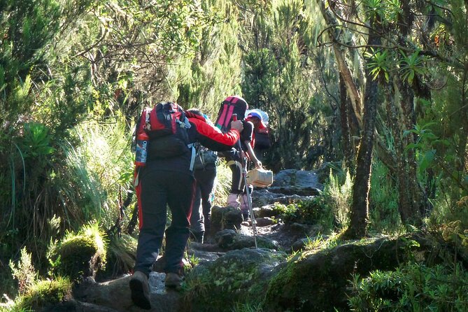 7 Day Kilimanjaro Machame climb - Day three: Lava Tower and Barranco Valley