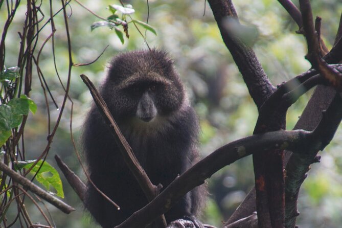 7 Day Kilimanjaro Machame climb - Day seven: Descending through the rainforest