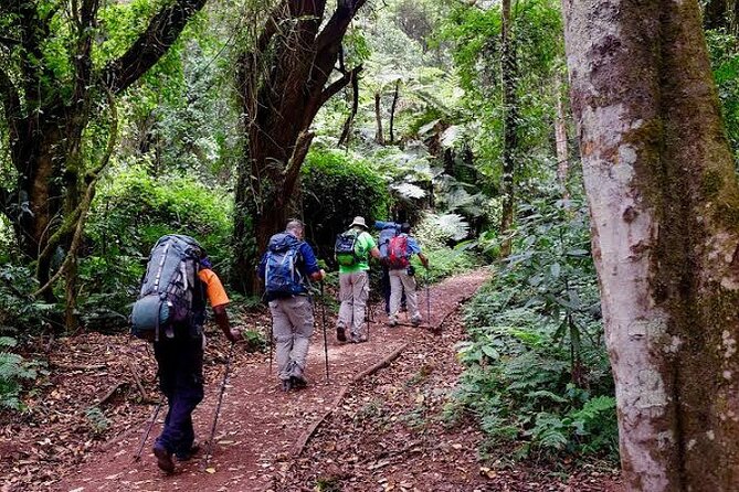 7-Day Machame Route Kilimajaro - Day 5: The short climb to Barafu Camp