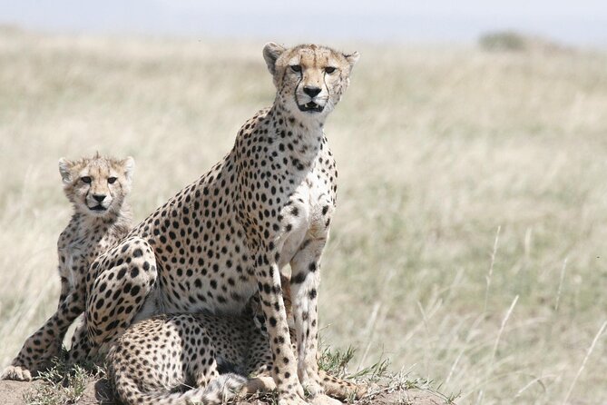 7-Day Magical Tanzania Safari -Premium High End Package - Tarangire: Baobabs, Elephants, and a Guided Walk