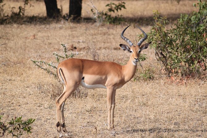 7-Day Magical Tanzania Safari -Premium High End Package - Entering the Serengeti in Search of the Migration