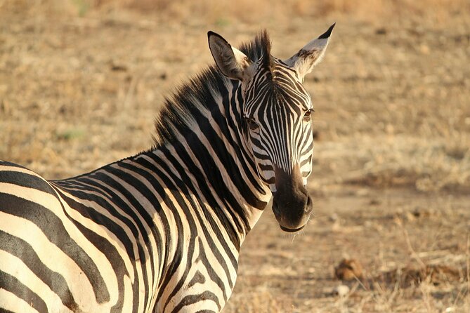 7-Day Magical Tanzania Safari -Premium High End Package - Leaving the Serengeti for Ngorongoro