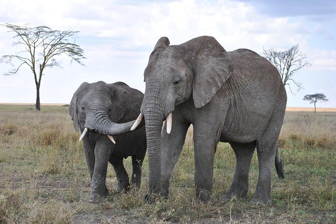 7-Day Magical Tanzania Safari -Premium High End Package - Ngorongoro Crater: The Grand Final Morning